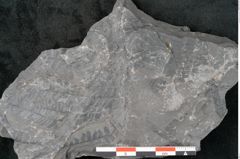Foto (Detailansicht) von Neuropteris sp.  (NHMW-GEO-2024-0188-10680)
